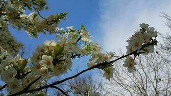 Spring Cover Photos For Wallpaper