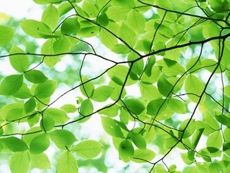 Bark Of A Tree Pleasant Green Leaves Desktop Background Pictures Jpg