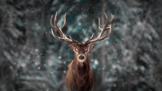 Animal Deer HD Wallpaper