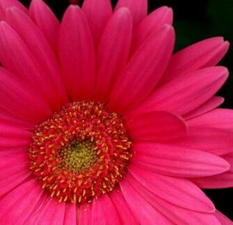 Hot Pink Gerber Daisy Wallpaper Creative Memes
