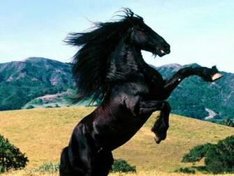 Animals Zoo Park Black Horse Wallpaper Horses