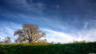 X Desktop HDwallpaper Eu Cherry Tree