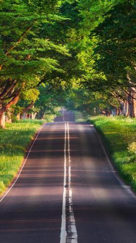 Wallpaper Road Trees Summer 4k Nature