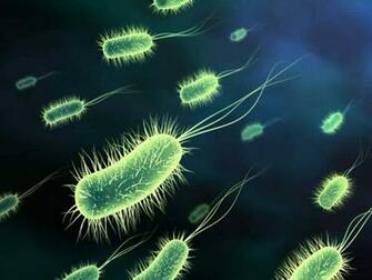 Viruses And Bacteria
