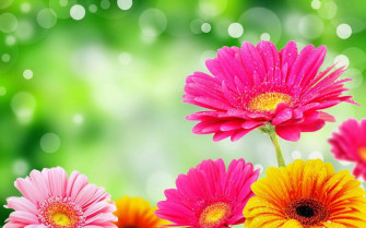 Flowers Wallpaper HD