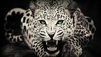 Description Leopard Wallpaper Is A Hi Res For Pc Desktops