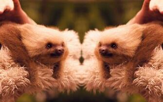 Baby Sloth Wallpaper Pictures