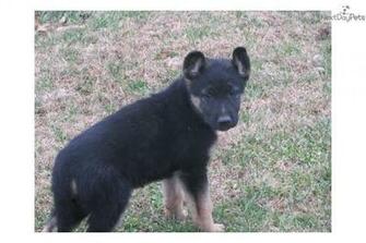 Meet Merry Christmas A Cute German Shepherd Puppy For