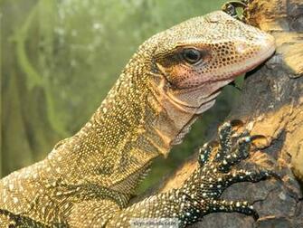 Animal Life All Animals Monitor Lizard Wallpaper Funny Doblelol