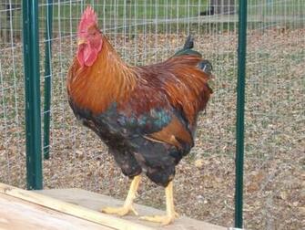 Of Roosters Crowing And Chickens Image Eggs Wallpaper