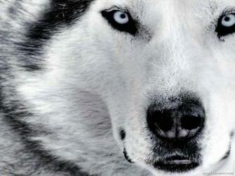 Siberian Husky Wallpaper Dogs