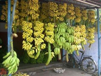 Tourism In Kerala HD Wallpaper Travel N World Imageci