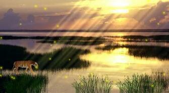 Animal Wildlife Animated Wallpaper Desktop Themes