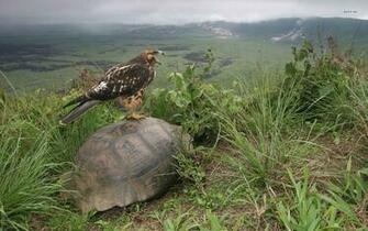 Hawk On The Tortoise Shell Wallpaper Animal
