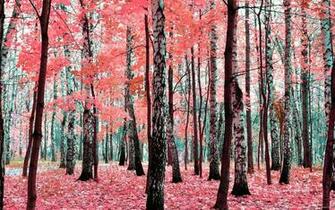 So These Are The Birch Tree Wallpaper That You Can Use As Your