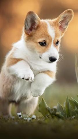 Corgi Phone Wallpaper Top Background