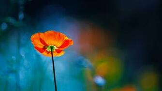 Poppy Flowers Wallpaper