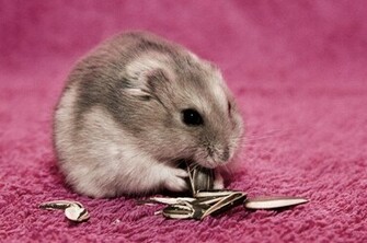 Cute Animal Hamster Eating Wallpaper Backgroun High