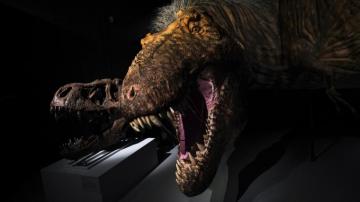Year Old Calls Out Npr For Lack Of Dinosaur Stories