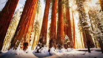Redwood Forest