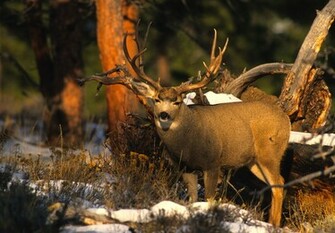 Mule Deer Wallpaper Weddingdressin