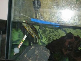 My Gallon Pet Turtle Tank As First Set Up Turtles And