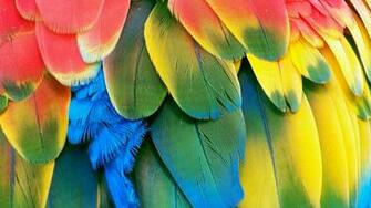 Parrot Wallpaper Mb 4usky