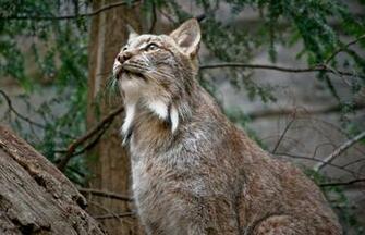 Canadian Lynx Drawing HD Wallpaper Background Image