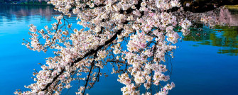 Spring Dual Monitor Wallpaper