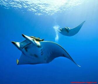Stingray Wallpaper Cool HD