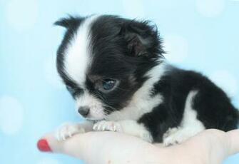 Pictures Of Teacup Puppies HD Wallpaper And