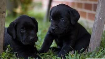 Pics Photos Black Lab Puppy Image HD Wallpaper