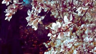 Cherry Blossom Background Net
