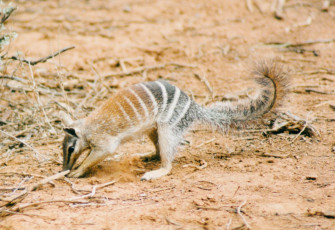 The Endangered Numbat Only Eats Termites Wallpaper