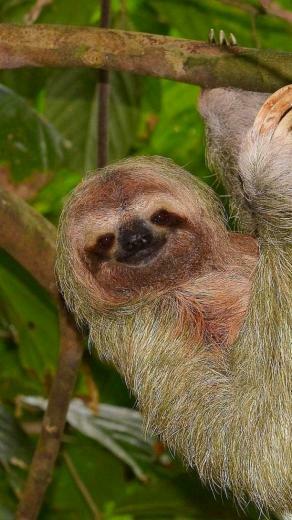Sloth Wallpaper