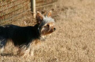 Chihuahua Yorkie Mix HD Wallpaper Animals