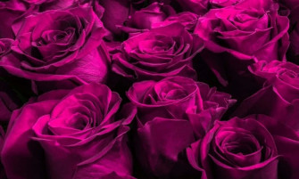 Purple Rose Wallpaper