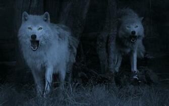 Wolf Computer Wallpaper Desktop Background Id