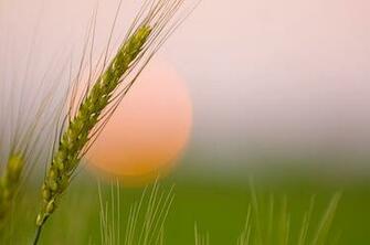 Nature Photography