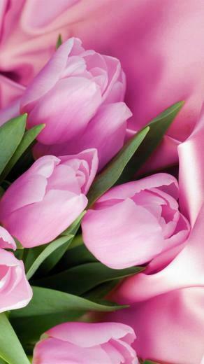 Pink Tulips Wallpaper iPhone Tulip Macro Satin