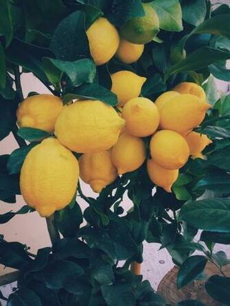 Lemon Pictures HD Image Stock Photos On