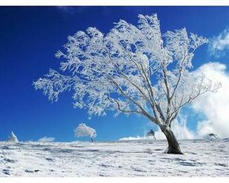 Tree Alone In The Winter X Close