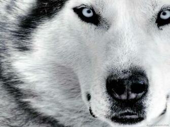 Siberian Husky Puppy Wallpaper The M5x