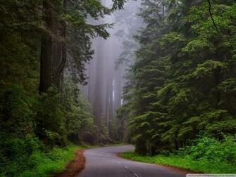 Redwood National Park California 4k HD Desktop Wallpaper For