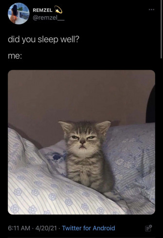 Cat Meme Picture Wallpaper