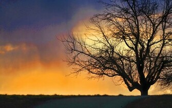 Dramatic Sky And Tree Wallpaper