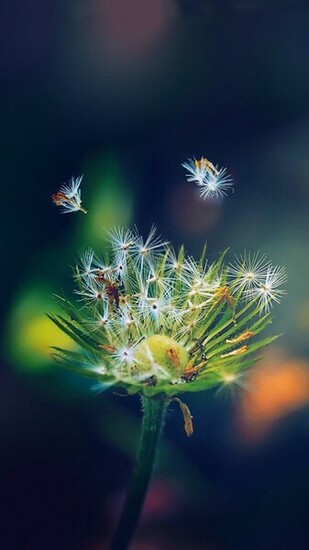 Dandelion Closeup Samsung Wallpaper Galaxy S5 S4