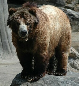 Grizzly Bear Wallpaper