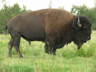 Desktop HD Wallpaper S American Bison