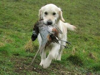 Hunting Pictures And Wallpaper Labrador Pheasant Bird